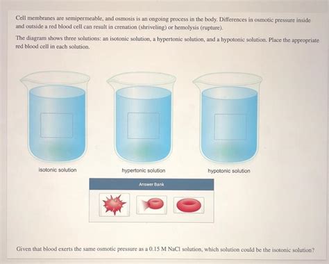 Solved Cell Membranes Are Semipermeable And Osmosis Is An Chegg