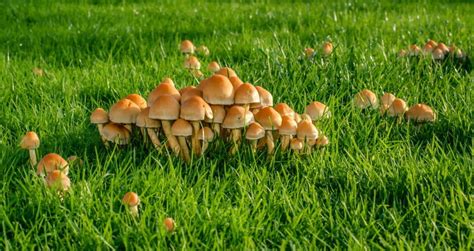 Are Mushrooms Bad For Your Lawn? 🚫🍄 How To Kill Lawn Mushrooms