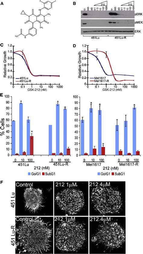 The Mek Inhibitor Gsk Prevents Erk Activation And Proliferation