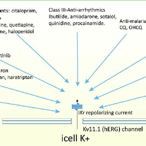 The Promiscuity Of The Herg Channels Inhibitors Of The Herg Kv