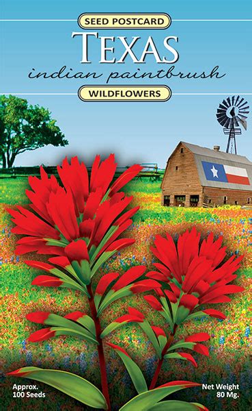 Texas Indian Paintbrush Wildflower Seed Postcard – Wildflower Trading ...