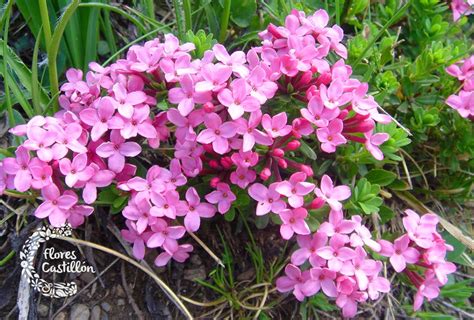 Descubre todo sobre el Torvisco de los Pirineos Flores Castillón