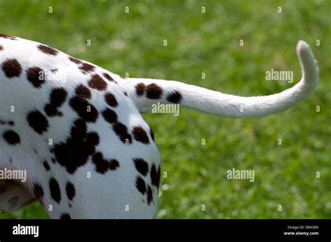 Dalmatian spots hi-res stock photography and images - Alamy