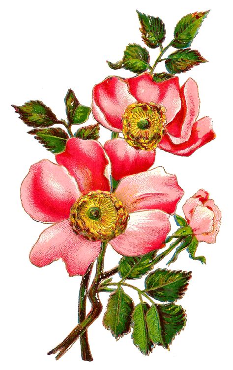 Wildflower Image Field Rose Botanical Art Pngpng 959×1526