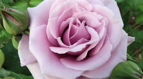 Lavender Roses: Symbolism, Meaning, and Types – Rosaholics