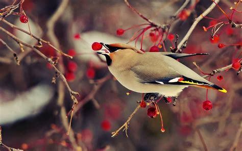 Hd Bohemian Waxwing Bird Wallpaper Birds Wallpaper Hd Bird