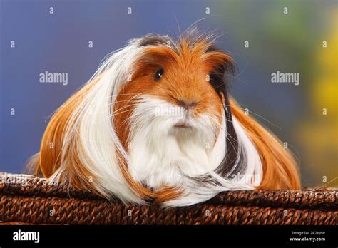 Coronet guinea pig, tortie-white Stock Photo - Alamy