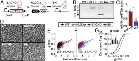 Opc Intrinsic Effects Of Mhtt Cause Myelination Abnormalities In Hd