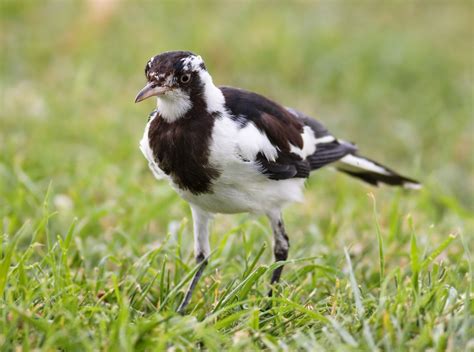 Magpie Lark Wikipedia