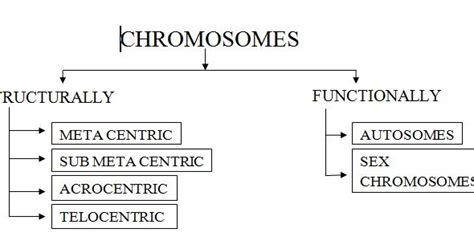 Where Are Genes Located CLASSIFICATION OF CHROMOSOMES