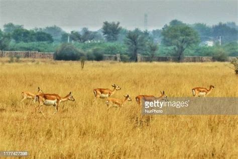 Ratangarh Churu Photos and Premium High Res Pictures - Getty Images