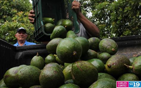 Nicaragua En Auge Cultivo Y Exportaciones De Aguacate