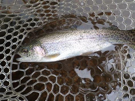 Clear Creek Dave Weller S Fly Fishing Blog