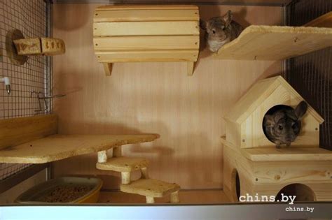 _DSC1754 | Клетка для шиншилл, Шиншилла, Шиншиллы