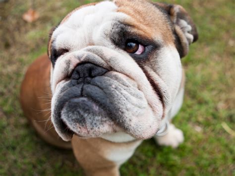 bulldogs irritated wrinkles squishface