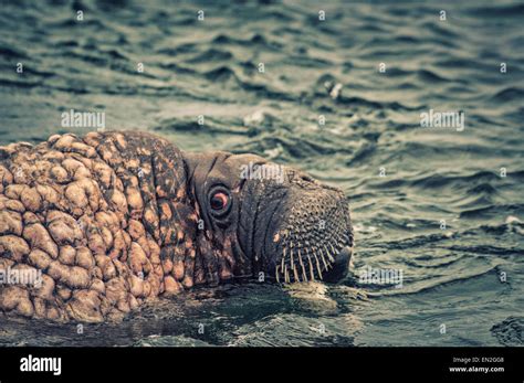 Scary Behavior Hi Res Stock Photography And Images Alamy