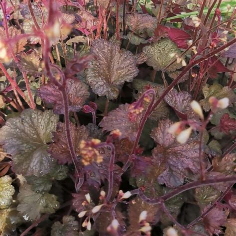 Heuchera Micrantha Palace Purple Purperklokje Vaste Tuinplanten