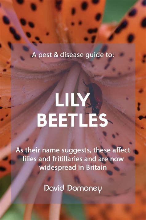 A Pest Disease Guide To Lily Beetles David Domoney