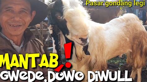 Update Harga Kambing Qurban Hari Ini Di Pasar Hewan Gondang Legi