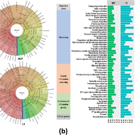 Heatmap Of Microbial Communities At Phylum A Genus B And Species