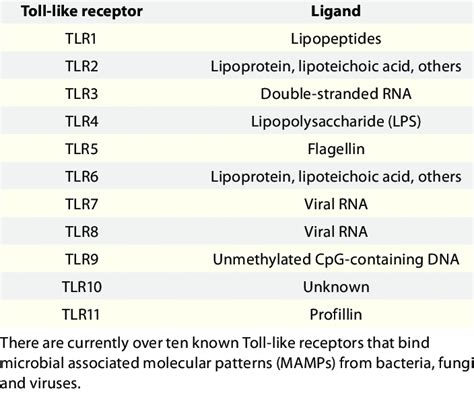 Toll Like Receptors And Their Ligands Download Table