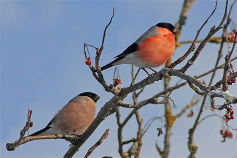 Birds Near Fukushima Hit Harder Than at Chernobyl – Mother Jones