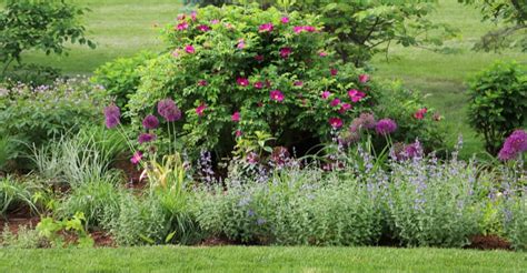 12 Shrubs For Full Sun Flowering Shrubs That Thrive In Sunny Positions