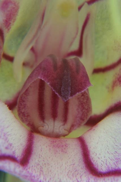 Masdevallia Yangasensis Wiel Driessen Flickr