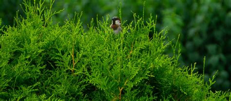 The Best Shrubs To Attract Wildlife