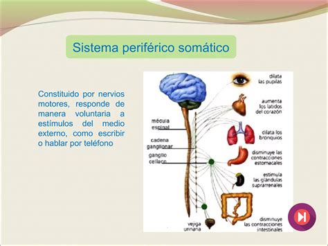 El Sistema Nervioso PPT