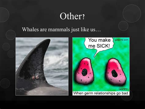 PPT - Diseases of Killer Whales PowerPoint Presentation, free download ...