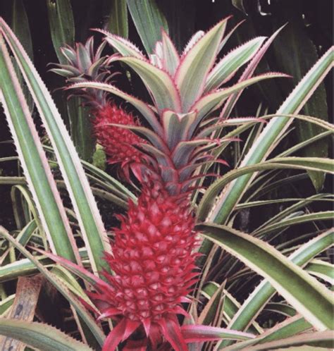 Pink Pineapples Are Real Now Here S How They Get Their Color