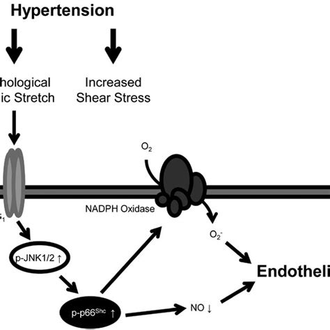 Role Of P66 Shc Protein In Pathological Cyclic Stretch Induced Download Scientific Diagram