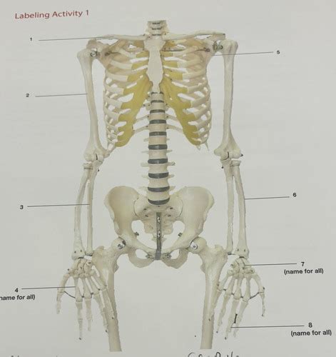 A P Lab Quiz 3 Part 2 Flashcards Quizlet