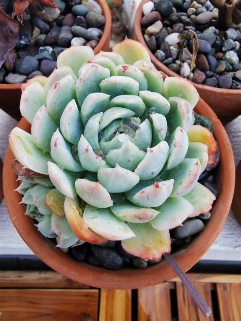 whats  favorite common succulent rsucculents