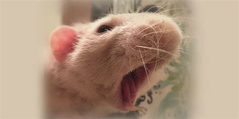 Pet Rat Bites: Why they do it and how to stop them - About Pet Rats