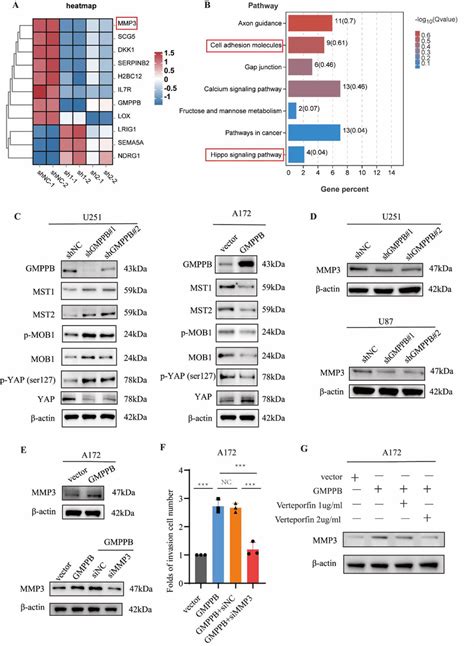 Silencing Gmppb Inhibits The Proliferation And Invasion Of Glioblastoma