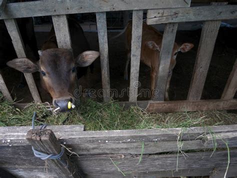 Vacas Jovenes Que Colocan Y Que Comen La Hierba De La Comida En Prado