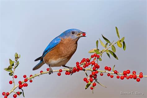 Bluebird Eating Berries By Bonnie T Barry Redbubble