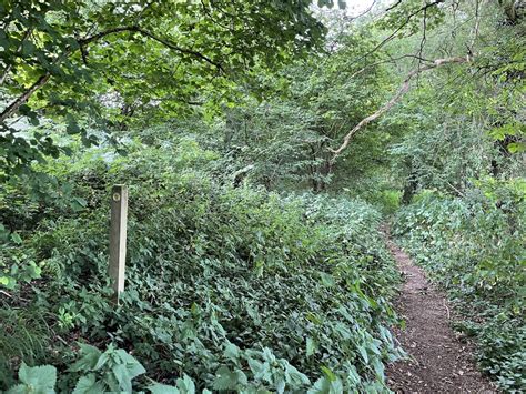 Footpath Through Bazeley Copse Mr Ignavy Geograph Britain And Ireland