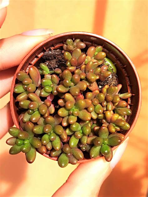 Sedum Rubrotinctum Suculenta Con Amor