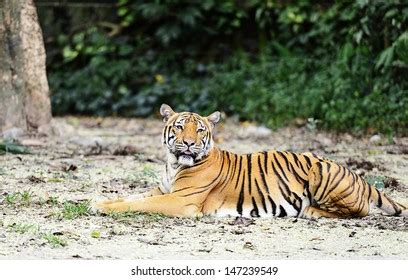 Tiger Royal Pose Resting Near Telia Stock Photo 2287774893 Shutterstock