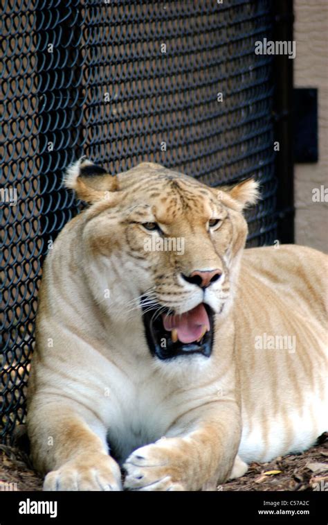 Liger hi-res stock photography and images - Alamy