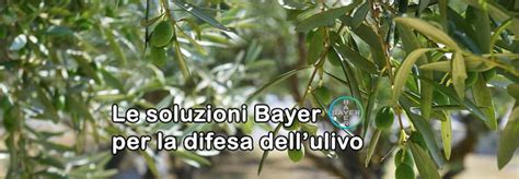 Bayer Due Nuovi Soluzioni Insetticide Per La Difesa Dalla Mosca Delle