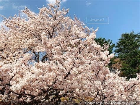 青空に映える満開の桜の写真・画像素材 5422936 Snapmart（スナップマート）