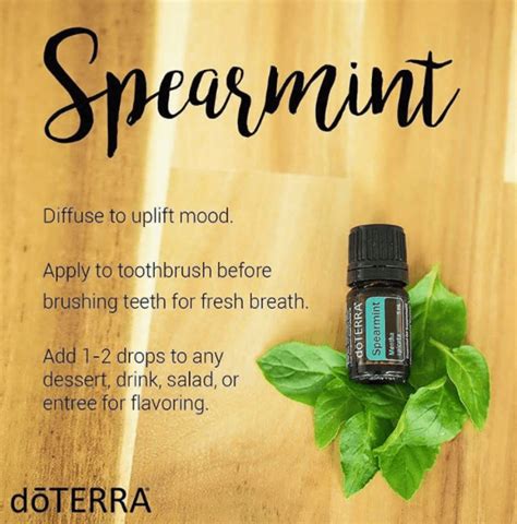 DoTERRA Spearmint Essential Oil Uses With Recipes Best Essential Oils