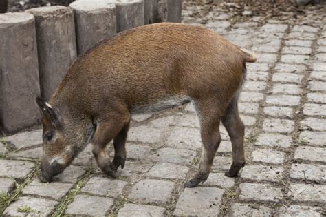 Bushpig Foraging | ClipPix ETC: Educational Photos for Students and ...