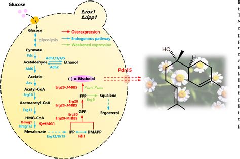 Figure 1 From Engineering Saccharomyces Cerevisiae For Enhanced α