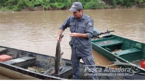 Pma Flagra Infratores Praticando Pesca Ilegal No Rio Aguape Em Luc Lia