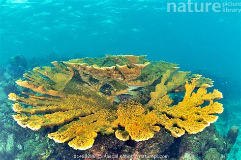 Stock Photo Of Elkhorn Coral Table Acropora Palmata Guadeloupe Island